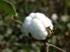 India eyes bumper cotton harvest; export order rises