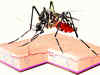 'Self-sabotage' prevents immune protection against malaria