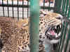 Leopard locked in room after it attacked three in Jaunpur