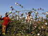 Activist bats for Gujarat-like bonus for Maharashtra cotton growers