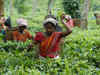 Chief Minister Mamata Banerjee blames Centre for tea garden situation