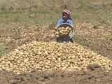 Aloo at record high of Rs 35/kg