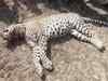 Leopard found dead in Dewas jungle
