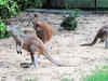 Kolkata Zoo authorities decide against keeping kangaroos