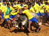 Peta critical of centre for allowing bull races