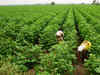 Government mulls ‘safe’ options on farming