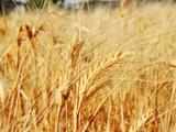 Higher temperatures during winter can hit wheat crop: Experts