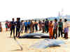 Carcasses of 30 baleen whales found washed ashore