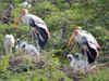 Decrease of migratory birds in Bhitarkanika National Park