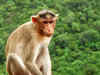 Monkey fever grips Goa taluka; locals averse to vaccine, House told