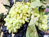 Climate change advances wine grape harvest by two weeks