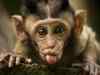 Soon, monkeys to be declared vermin: Goa CM