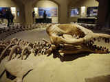 Egypt's rare whale fossil museum to boost tourism