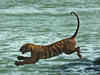 Man-animal conflict to rise in Sunderbans : study