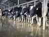 Dudhsagar Dairy: Vipul Chaudhary to face three-year ban instead of six years