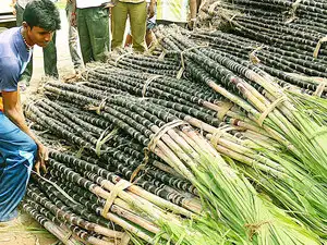 Private and state-owned sugar mills numbering 43 have not been able to adhere to the price bar the state government wants them to reach, partly due to highly-leveraged balance sheets drying up liquidity and sugar prices being in a free fall. Private and state-owned sugar mills numbering 43 have not been able to adhere to the price bar the state government wants them to reach, partly due to highly-leveraged balance sheets drying up liquidity and sugar prices being in a free fall.