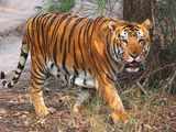 Real danger to tigers not from road traffic, but poachers: SC