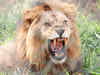 Census reveals that one in three lions live outside Gujarat sanctuaries