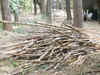 Gujarat tribals turn bamboo plantation owners