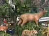 Gujarat tableau with theme 'Gir Wildlife Sanctuary: Asiatic Lions'