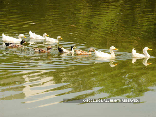 American Pekin ducks in yediyur lake