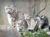 Snow leopards mapped with camera traps: WWF