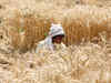 Prevailing weather conditions may damage wheat crop