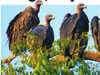 Drug ban gives vultures wings, improves diversity