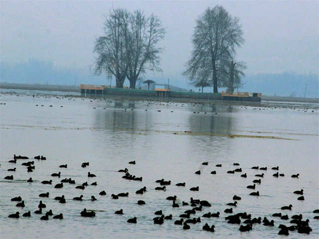 Migratory birds at Dal Lake