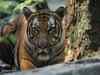 Sariska tiger reserve leaps from 'fair' to 'good' grade