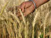 IARI releases seven new varieties of crops