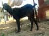 Goat arrested in Chhattisgarh for entering DM's garden