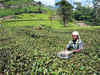 Small tea growers are forming global level common platform