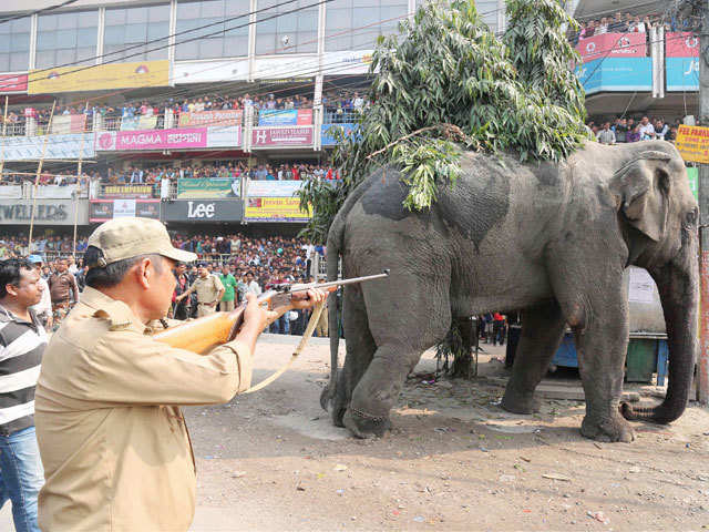 A Forest official tranquilising an elephant.