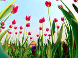 Floral splendour: Mughal Gardens in full bloom