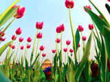Prez's Mughal Gardens opens to public in full bloom