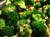 Ladies, have broccoli to slow breast cancer cell growth