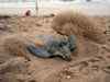Students clean Odisha beach to facilitate mass nesting of turtles