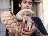 Pangolins face extinction in India, wildlife body warns