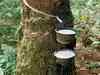 Natural rubber prices soar, on a year high