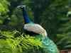 Peacock off proposed vermin list in Goa, Bison under review: Goa BJP