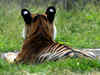 Royal Bengal Tiger found dead Valmini Tiger Reserve