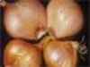 No shortage of onion, says NHRDF