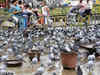 Beggar's alms fund Rs 1 lakh pigeon tower