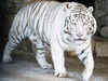 India to host a mega conference to brainstorm on tiger conservation in April