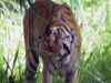 12 tigers missing from Rajaji national park