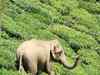 Elephant shot, tail chopped off in Assam
