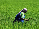 Aim to double the income of
farmers in 5 years: FM