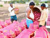 Government to procure 15,000 tons onion for buffer stock