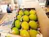 Despite adverse weather condition, Bengal mango belt expecting high level of crop